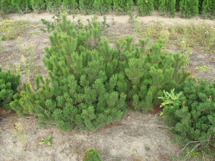 Pinus Mugo Mugos